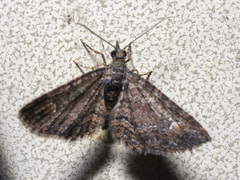 Pasiphilodes testulata