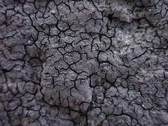 Hydropunctaria maura