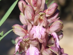 Himantoglossum robertianum