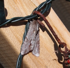 Ichneutica ustistriga
