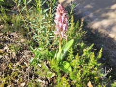Himantoglossum robertianum