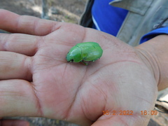 Chrysina psittacina