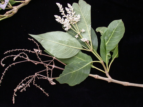 Achyranthes marchionica observed 2003-12-12