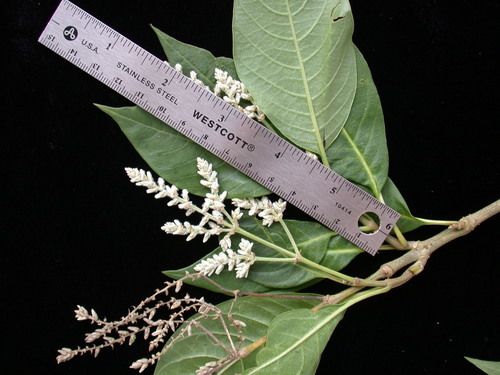 Achyranthes marchionica observed 2003-12-12