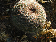 Mammillaria