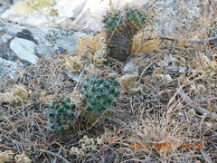 Coryphantha clavata