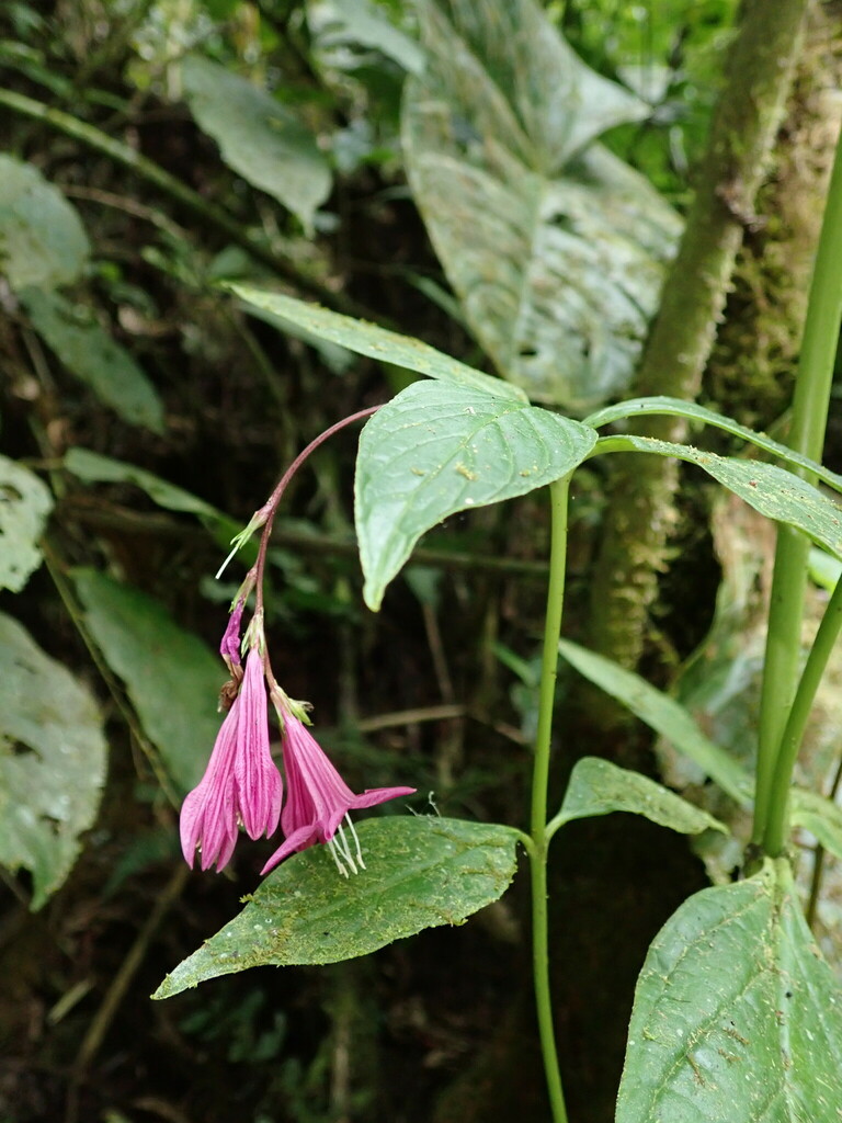 Spigelia pedunculata