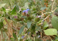 Strobilanthes pavala
