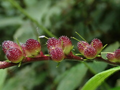 Spigelia pedunculata