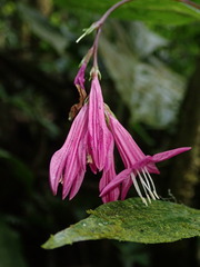 Spigelia pedunculata