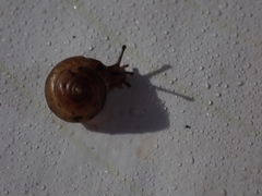 Hygromia cinctella