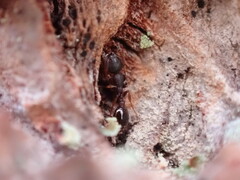 Leptothorax