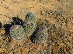 Coryphantha clavata