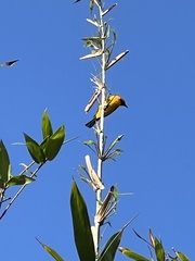 Icterus auratus