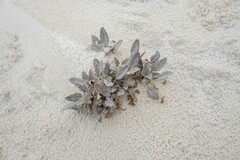 Abronia angustifolia