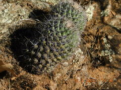 Coryphantha clavata