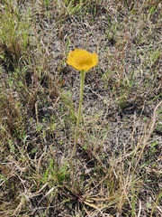 Helenium pinnatifidum