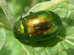 Chrysolina herbacea