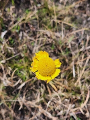 Helenium pinnatifidum