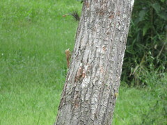 Lepidocolaptes falcinellus