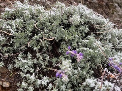 Lupinus albifrons collinus