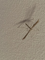 Pterophoroidea