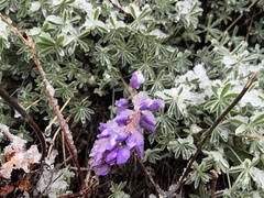 Lupinus albifrons collinus
