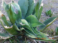 Agave salmiana