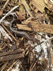 Plethodon ventralis