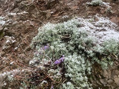 Lupinus albifrons collinus