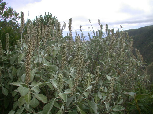 Achyranthes splendens observed 2006-08-22