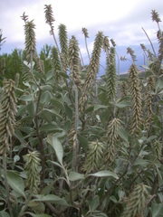 Achyranthes splendens