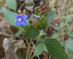 Strobilanthes pavala