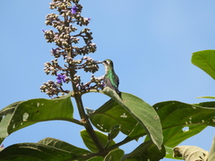 Chlorostilbon melanorhynchus