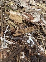 Plethodon ventralis