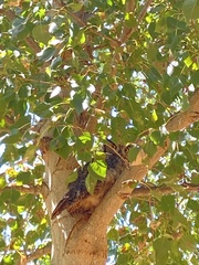 Bubo virginianus magellanicus