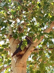 Bubo virginianus magellanicus
