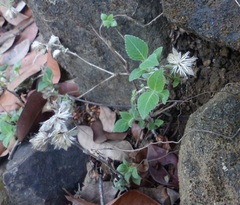 Strobilanthes pavala