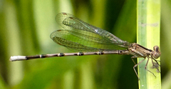 Argia funebris