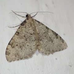 Nebula ibericata