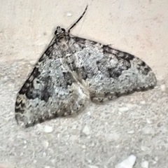 Nebula ibericata