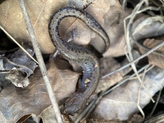 Plethodon ventralis