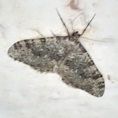 Nebula ibericata