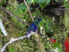 Thalurania colombica