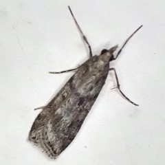 Eudonia angustea