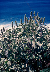 Achyranthes splendens rotundata