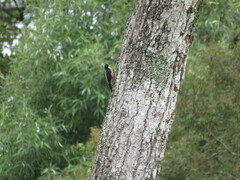 Melanerpes flavifrons