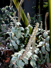 Achyranthes splendens rotundata
