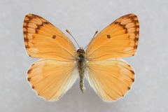 Colotis fausta