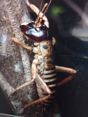 Hemideina crassidens